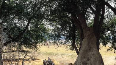 Wildlife & Wilderness of Botswana