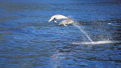 Discover New Zealand