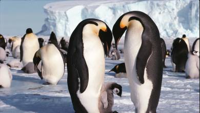Emperor Penguin Quest: Expedition to Snow Hill