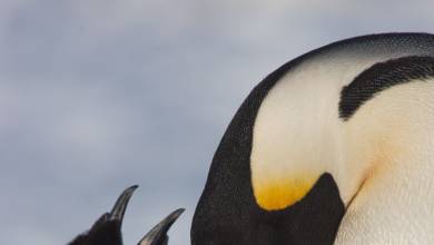 Emperor Penguin Quest: Expedition to Snow Hill