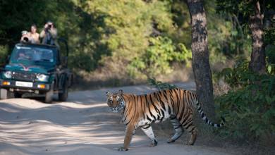 India Tiger Safari