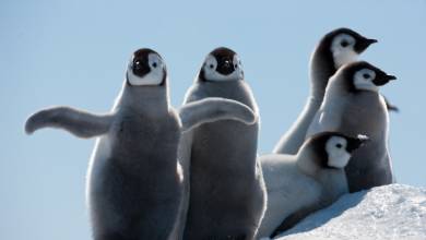 Emperor Penguin Quest: Expedition to Snow Hill