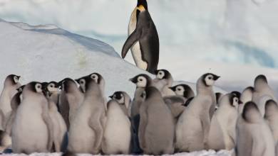 Emperor Penguin Quest: Expedition to Snow Hill