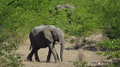 Namibian Family Adventurer