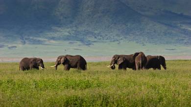 Viewing elephants on a safari holiday