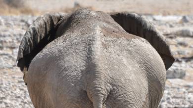 Namibian Family Adventurer