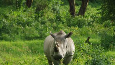 Gorillas & Masai Mara – Camping Reverse
