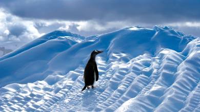 Antarctic Express: Fly the Drake