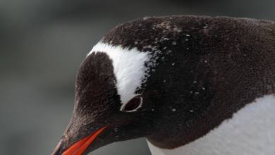 Antarctic Express: Crossing the Circle