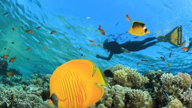 Kingdoms of Jordan – Premium Adventure