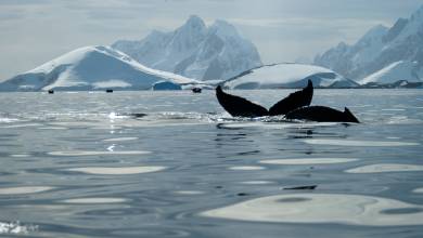 Crossing the Circle: Southern Expedition