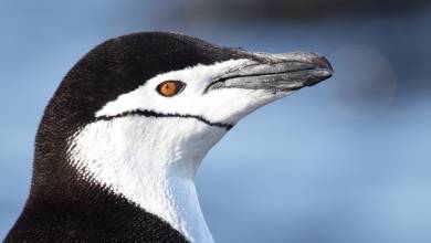 Antarctic Express: Crossing the Circle