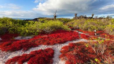 Island Hopping in the Galapagos