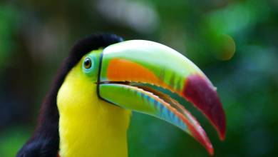 Costa Rica Adventure