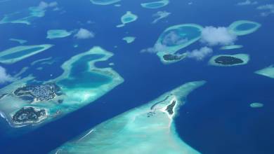 Marine Wildlife of the Maldives