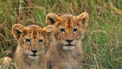 Safari Add-on Tour after Rongai Route