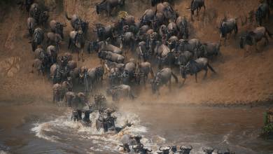 Gorillas & Masai Mara – Camping Reverse