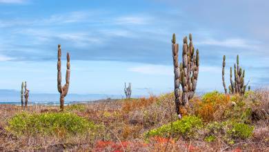 Island Hopping in the Galapagos