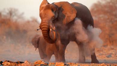 Namibian Family Adventurer