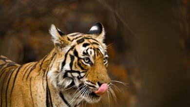 Colours of Rajasthan – Pushkar Festival