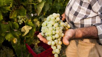 Walk The Prosecco Hills & Hidden Venice