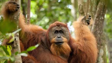 Primates & Dragons of Indonesia