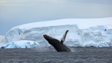 humpback whale breaching