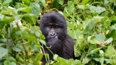Chimps & Gorillas of Uganda