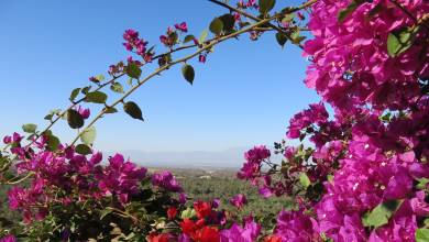Wild flowers in the Anti-Atlas Mountains