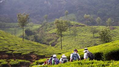 Kerala tea plantations