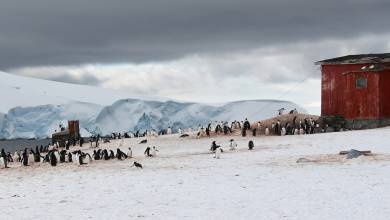 Gentoo penguin colony, Trinity Island