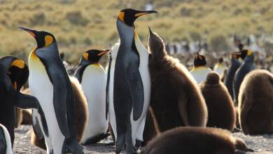 Penguins of the Far South: Falklands, South Georgia & Antarctica
