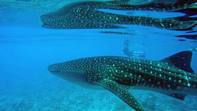 Marine Wildlife of the Maldives