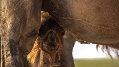 Discover Mongolia – Eagle Festival