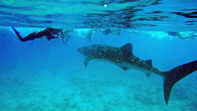 Snorkelling with Whale shark, Indian Ocean, Maldives