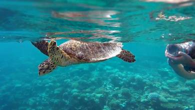 Marine Wildlife of the Maldives