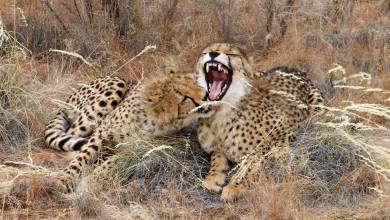 Namibian Family Adventurer