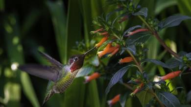 Costa Rica Adventure