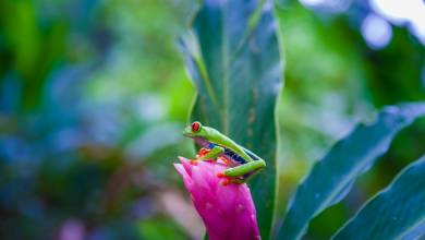 Wild Costa Rica – Premium Adventure