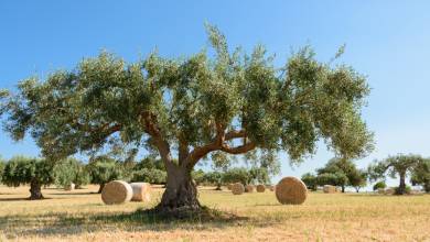 Self-Guided Cycling through Baroque Sicily
