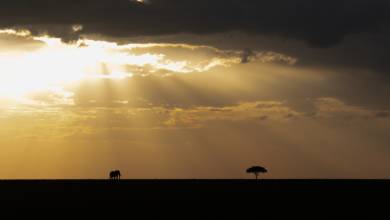 Gorillas & Masai Mara – Camping