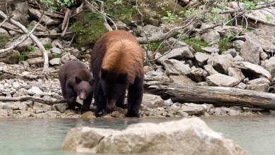 Discover the Canadian Rockies