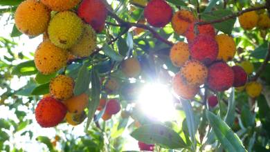 The Amalfi Coast Walk