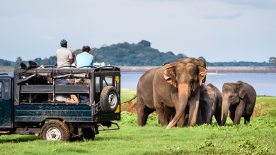 Minneriya Elephant watching in Sri Lanka