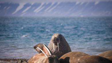 Svalbard in Summer: Tundra, Whales and Wildlife
