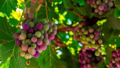 Loire Valley: Walks, Wine & Chateaux