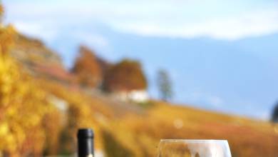 wine-and-cheese-in-vineyard