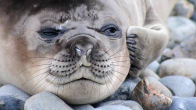 Penguins of the Far South: Falklands, South Georgia & Antarctica