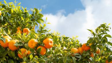 orange-trees-portugal