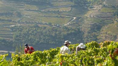 Douro Valley vineyard